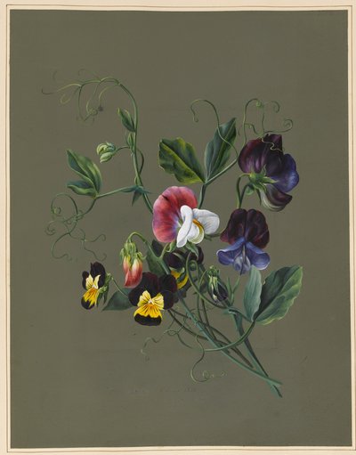 Sweet Peas (Quitro) and Violas, 1830 by Louise DOrleans